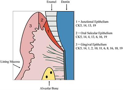 Oral Mucosal Epithelial Cells